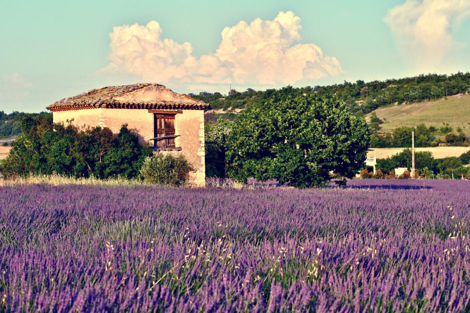 europe-by-rail-provence-wildflowers-min