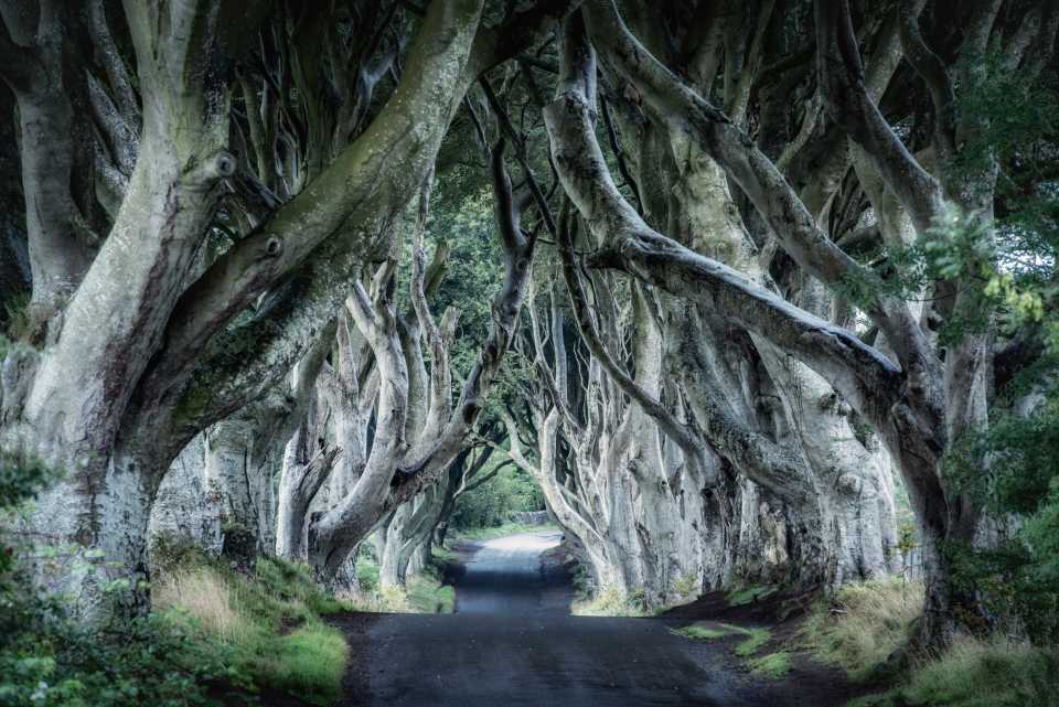 Game of Thrones filming locations in Europe: Dark Hedges